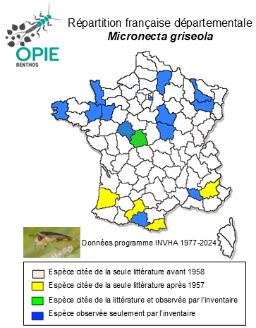 Carte de distribution de Micronecta griseola Horvath, 1899