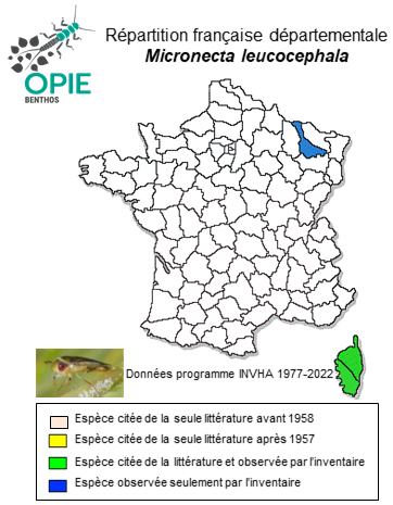 Carte de distribution de Micronecta leucocephala (Spinola, 1837)