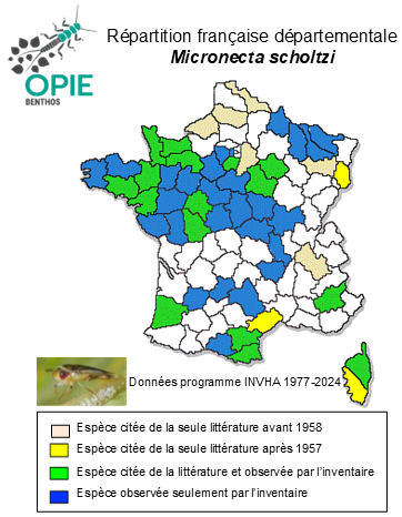 Carte de distribution de Micronecta scholtzi (Fieber, 1860)