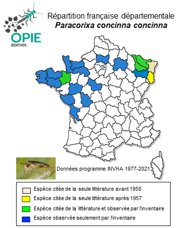 Carte de distribution de Paracorixa concinna concinna (Fieber, 1848)