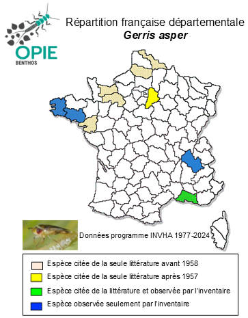 Carte de distribution de Gerris asper (Fieber, 1860)