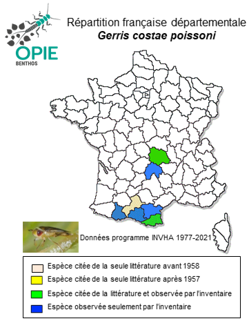 Carte de distribution de Gerris costae poissoni Wagner & Zimmermann, 1955