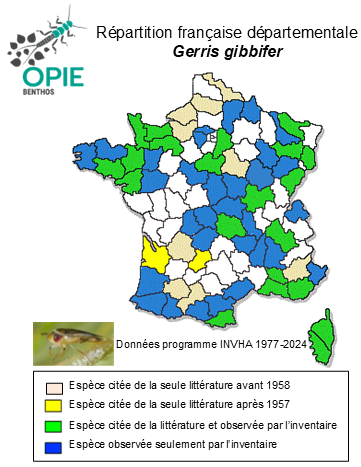 Carte de distribution de Gerris gibbifer Schummel, 1832