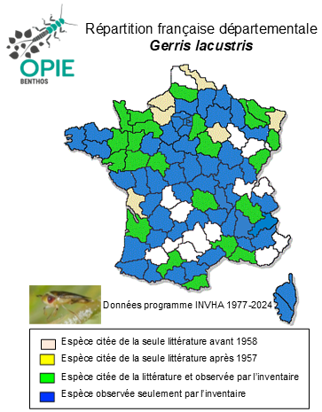Carte de distribution de Gerris lacustris (Linnaeus, 1758)