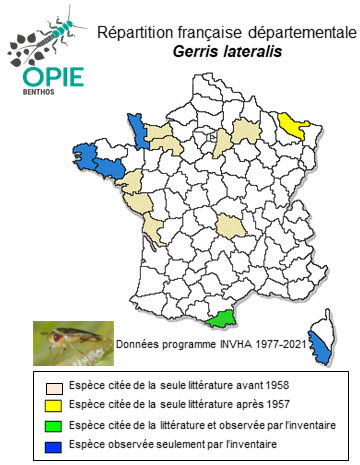 Carte de distribution de Gerris lateralis Schummel, 1832