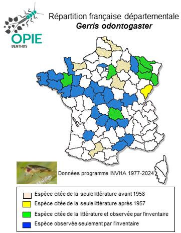 Carte de distribution de Gerris odontogaster (Zetterstedt, 1828)