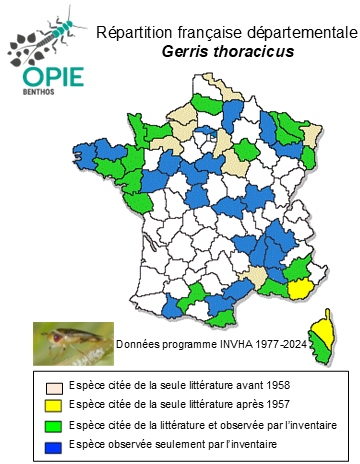 Carte de distribution de Gerris thoracicus Schummel, 1832