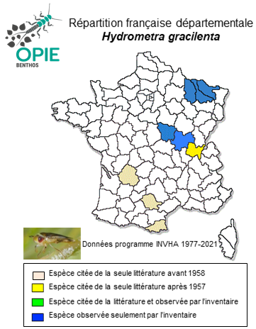 Carte de distribution de Hydrometra gracilenta Horvath, 1899
