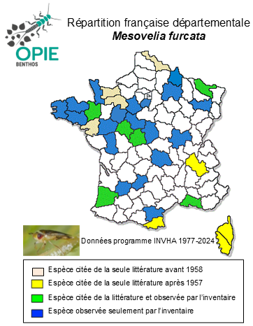 Carte de distribution de Mesovelia furcata Mulsant & Rey, 1852