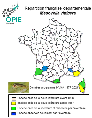 Carte de distribution de Mesovelia vittigera Horváth, 1895