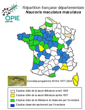 Carte de distribution de Naucoris maculatus maculatus Fabricius, 1798