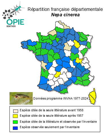 Carte de distribution de Nepa cinerea Linnaeus, 1758
