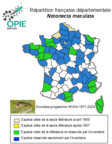 Carte de distribution de Notonecta maculata Fabricius, 1794