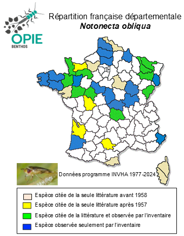 Carte de distribution de Notonecta obliqua Thunberg, 1787