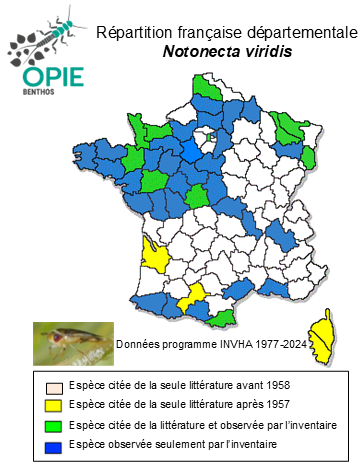 Carte de distribution de Notonecta viridis Delcourt, 1909
