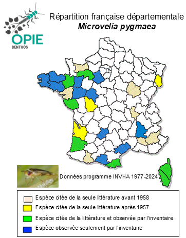 Carte de distribution de Microvelia pygmaea (Dufour, 1833)