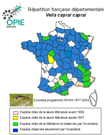 Carte de distribution de Velia caprai caprai Tamanini, 1947