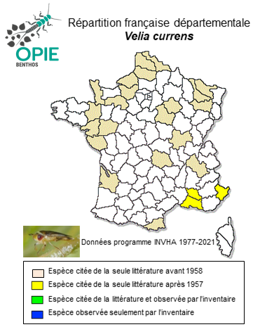 Carte de distribution de Velia currens (Fabricius, 1794)