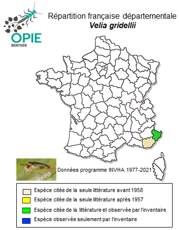 Carte de distribution de Velia gridellii Tamanini, 1947