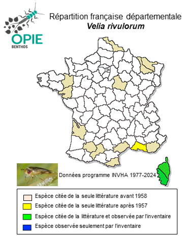 Carte de distribution de Velia rivulorum (Fabricius, 1775)