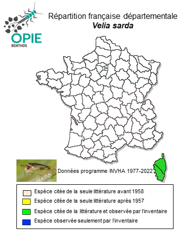 Carte de distribution de Velia sarda Tamanini, 1947