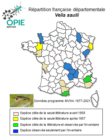 Carte de distribution de Velia saulii Tamanini, 1947