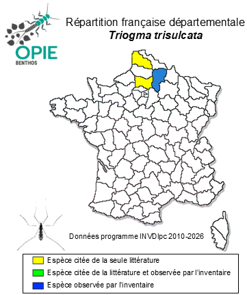 Carte de distribution de Triogma trisulcata (Schummel, 1829)