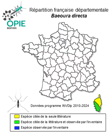 Carte de distribution de Baeoura directa (Kuntze, 1914)