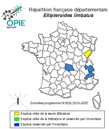 Carte de distribution de Ellipteroides limbatus (von Roser, 1840)