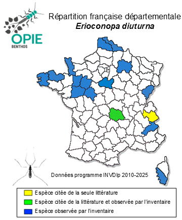 Carte de distribution de Erioconopa diuturna (Walker, 1848)