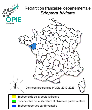 Carte de distribution de Erioptera bivittata (Loew, 1873)