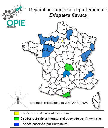 Carte de distribution de Erioptera flavata (Westhoff, 1882)