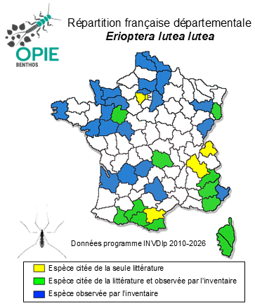 Carte de distribution de Erioptera lutea lutea Meigen, 1804