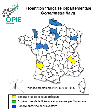 Carte de distribution de Gonempeda flava (Schummel, 1829)