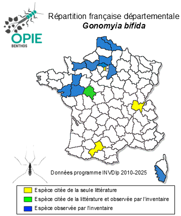 Carte de distribution de Gonomyia bifida Tonnoir, 1920