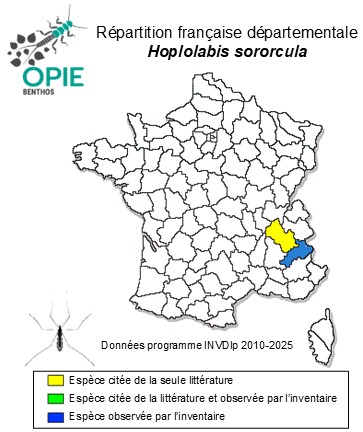 Carte de distribution de Hoplolabis sororcula (Lackschewitz, 1940)