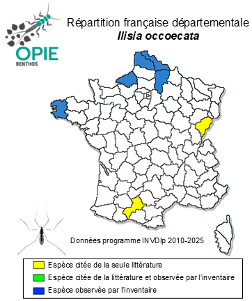 Carte de distribution de Ilisia occoecata Edwards, 1936