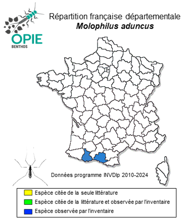Carte de distribution de Molophilus aduncus Starý, 1978
