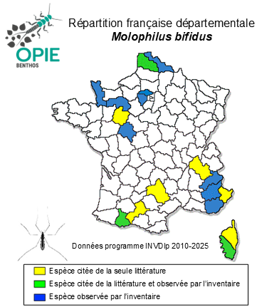 Carte de distribution de Molophilus bifidus Goetghebuer, 1920