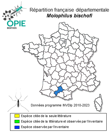Carte de distribution de Molophilus bischofi Lackschewitz, 1940
