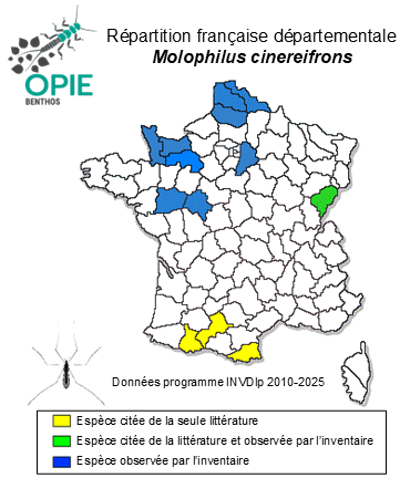 Carte de distribution de Molophilus cinereifrons de Meijere, 1920