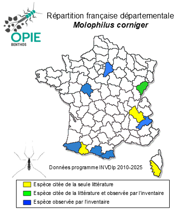 Carte de distribution de Molophilus corniger de Meijere, 1920
