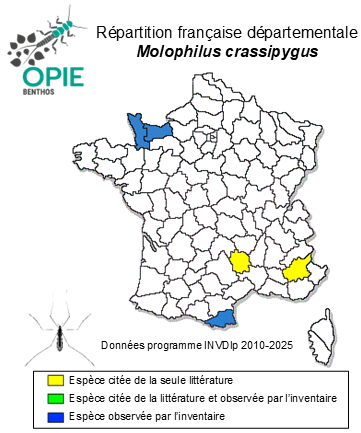 Carte de distribution de Molophilus crassipygus de Meijere, 1918