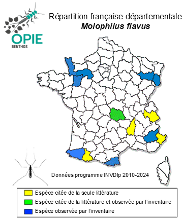 Carte de distribution de Molophilus flavus Goetghebuer, 1920