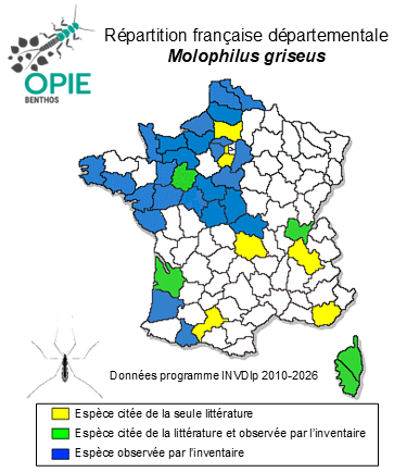 Carte de distribution de Molophilus griseus (Meigen, 1804)