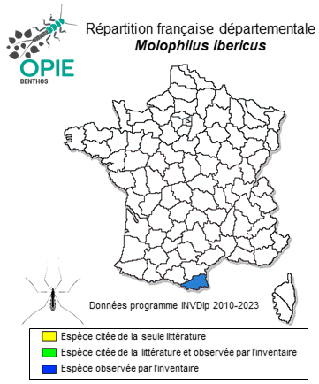 Carte de distribution de Molophilus ibericus Starý, 2011