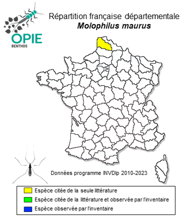 Carte de distribution de Molophilus maurus