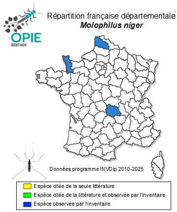 Carte de distribution de Molophilus niger Goetghebuer, 1920