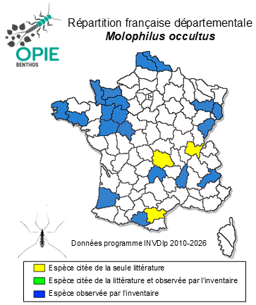Carte de distribution de Molophilus occultus de Meijere, 1918