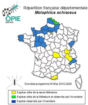 Carte de distribution de Molophilus ochraceus (Meigen, 1818)